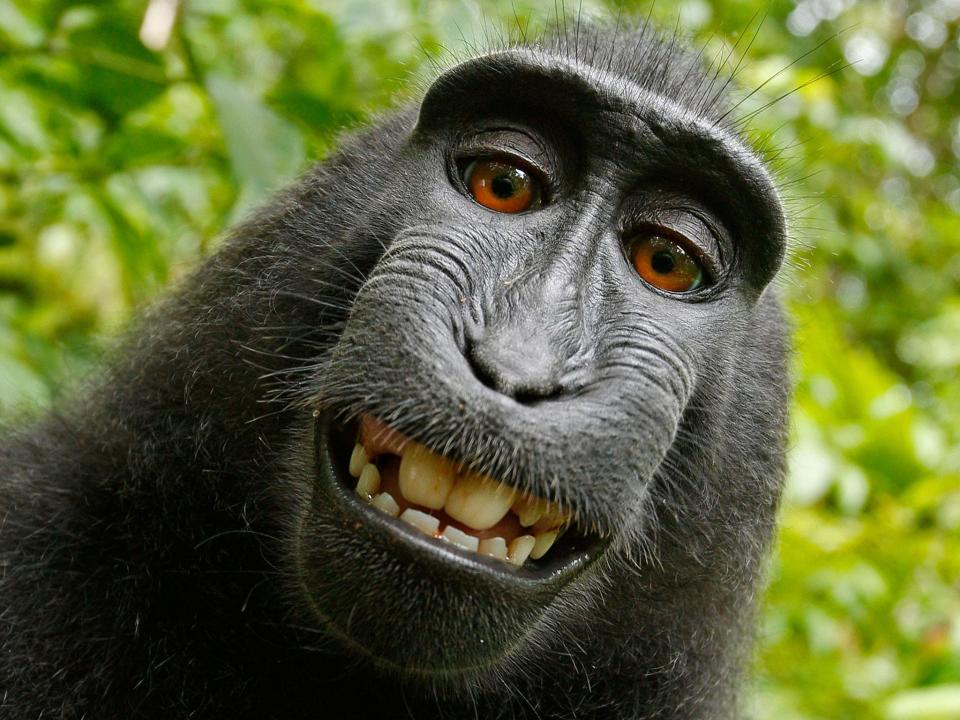 The famous grinning selfie taken by Naruto: David J Slater/Caters News Agency