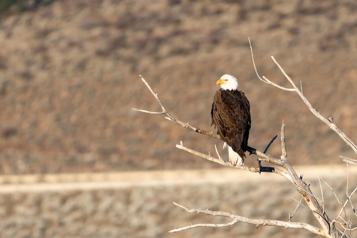 Bald eagle on a branch in the desert between Reno and Carson City, Nevada