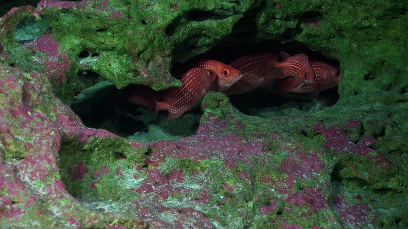 Fish seen during Dive 668. - Image: <a class="link " href="https://schmidtocean.photoshelter.com/galleries/C0000HRWFfu1r_rE/G0000rTHPxnoGl64/I0000y94oDYIDw0I/Soldierfish-fish-seen-on-the-summit-of-seamount" rel="nofollow noopener" target="_blank" data-ylk="slk:ROV SuBastian/Schmidt Ocean Institute under CC BY-NC-SA;elm:context_link;itc:0;sec:content-canvas">ROV SuBastian/Schmidt Ocean Institute under CC BY-NC-SA</a>