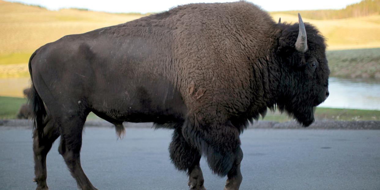 A bison walks in Yellowstone National Park