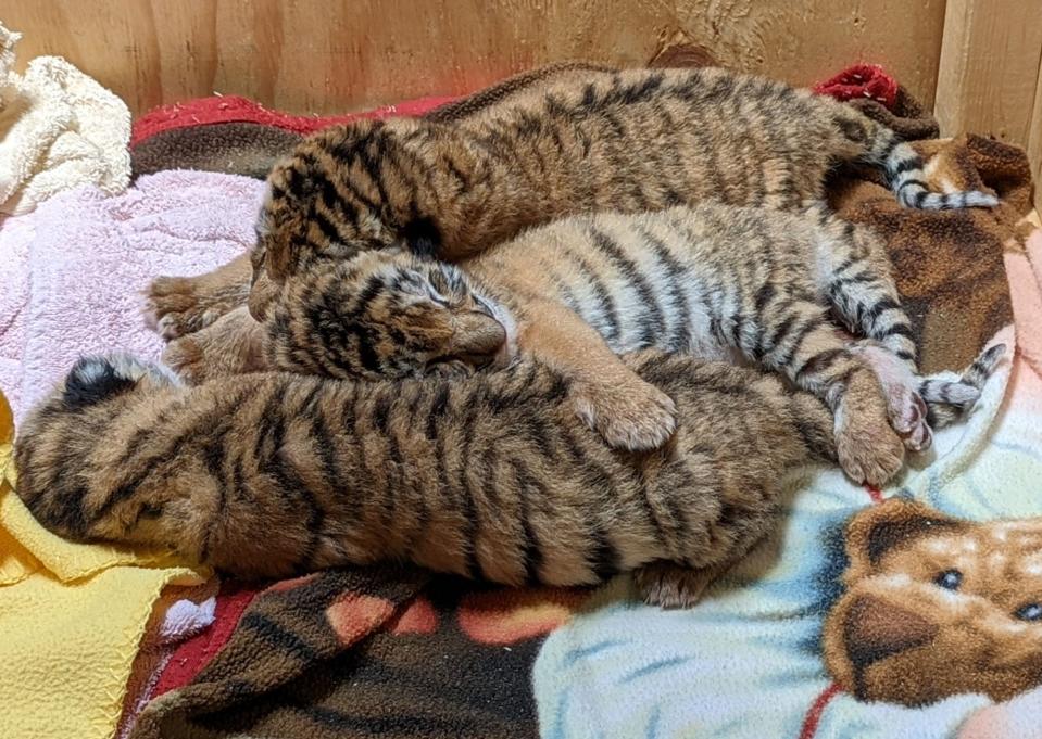 Zoya, a 7-year-old Amur tiger, gave birth to triplet tiger cubs at the Indianapolis Zoo on May 27.