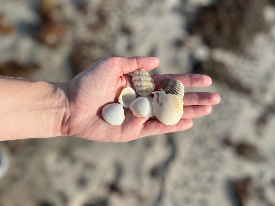 A hand outstretched with the palm open holding a handful of seashells.