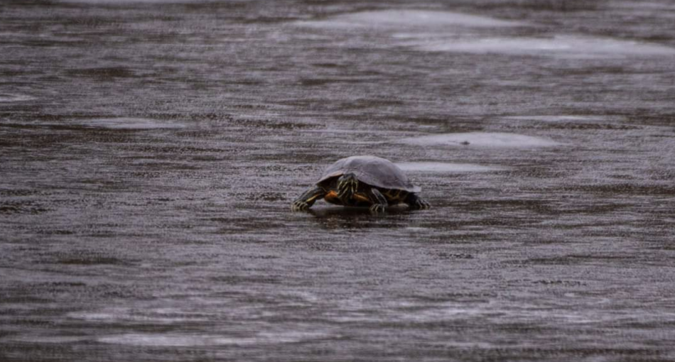Heart Lake Turtle Troopers (Provided): Turtle found on frozen pond in Brampton, Ontario