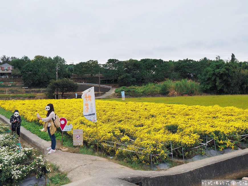 2023銅鑼杭菊芋頭節