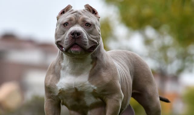 American XL Bully ban revealed in full as dogs will be illegal within 3  months