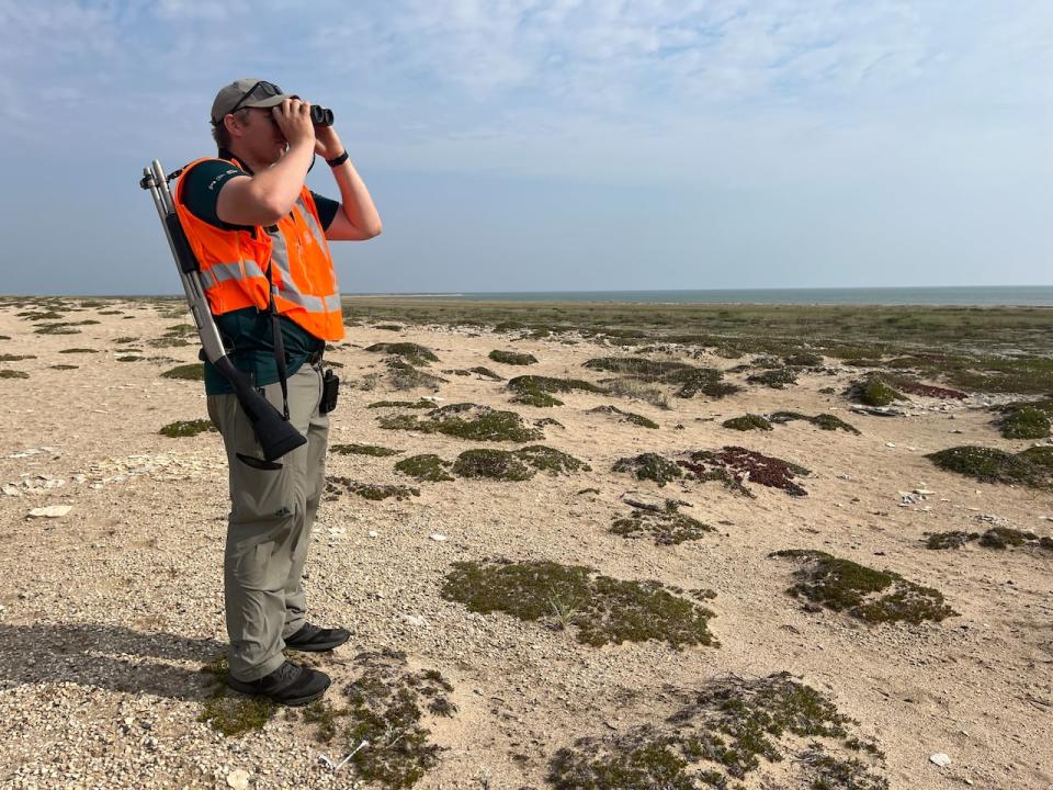 Parks Canada ecosystems scientist Russell Turner scans for polar bears near the Hudson Bay coast within Wapusk National Park. (Bartley Kives/CBC)