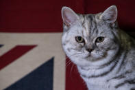 <p>British Short Hair, Dotty, is pictured in her cage after winning best of breed at the Supreme Cat Show on October 28, 2017 in Birmingham, England. (Photo: Chris J Ratcliffe/Getty Images) </p>