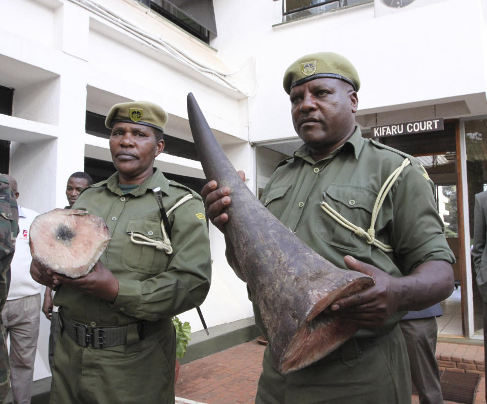 Kenya Wildlife Service officials display two black rhino horns which were part of a cargo that included 16 elephant tusks weighing 280 kg. which were impounded Tuesday July 14, 2009 in a cargo plane heading to Bangkok, Thailand when it stopped over at the Jomo Kenyatta International Airport in the Kenyan capital city, Nairobi. The cargo  from Mozambique was destined for Laos . Wildlife officials complained that there is rise in poaching since the ban on the world trade in ivory was lifted two years ago to allow Southern African countries sell stock piles of Ivory accrued from culling and natural deaths of elephants.(AP Photo/Khalil Senosi)