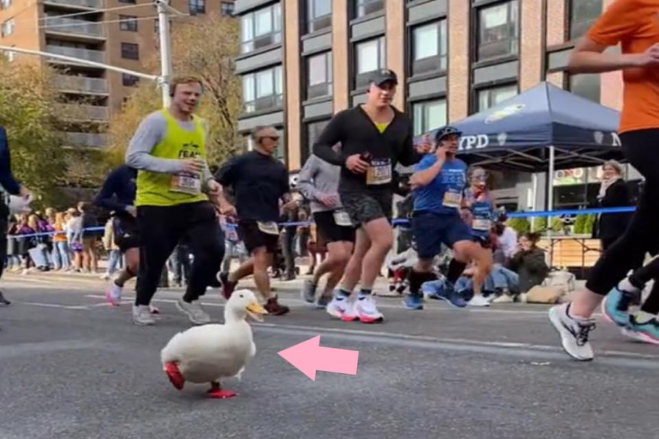 ▲日前紐約馬拉松比賽上，竟然出現一隻穿著小紅鞋的鴨子與選手們一起奔跑！（圖／tiktok帳號uni_mugi_hachi）