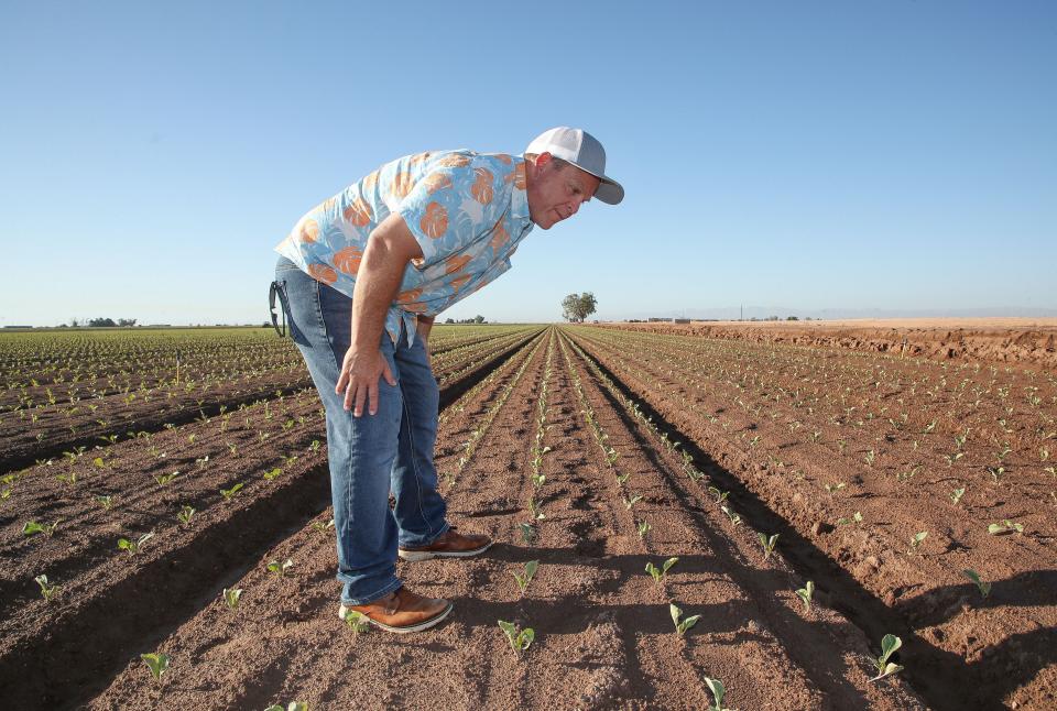 Imperial Valley farmer Jack Vessey checks on his crops in Holtville, Calif., Sept. 6, 2023.