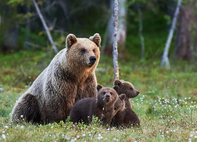 The Mama Bear  Chattanooga Times Free Press