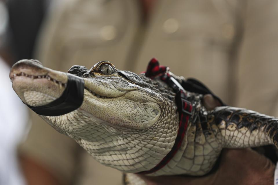 Florida alligator expert Frank Robb holds an alligator during a news conference, Tuesday, July 16, 2019, in Chicago. Robb captured the elusive alligator in a public lagoon at Humboldt Park early Tuesday. (AP Photo/Amr Alfiky)