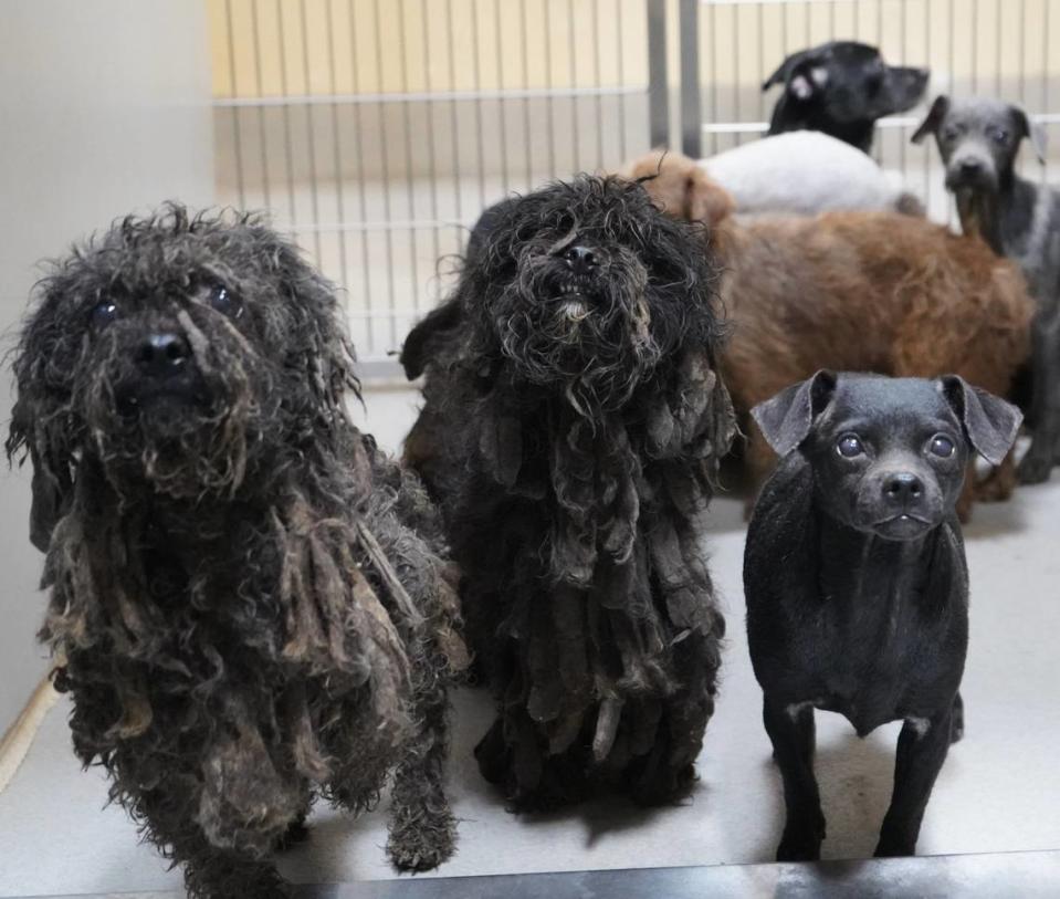 The Stanislaus Animal Services Agency posted on Facebook on Wednesday, March, 20, 2024, images of dogs rescued from a Ceres home the day before.