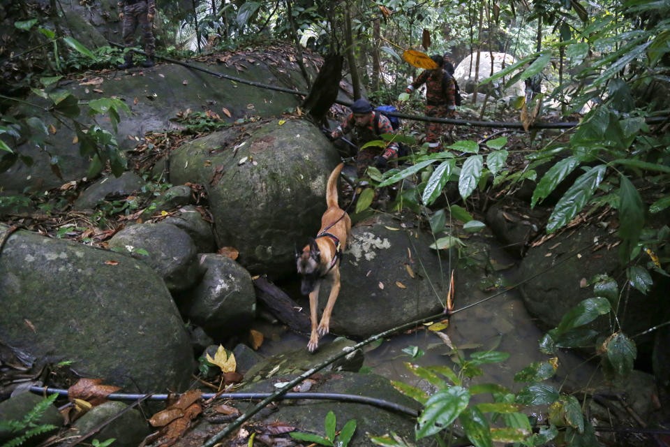 A member of a rescue team uses a sniffer dog to conduct a search and rescue operation for a missing British girl Nora Anne Quoirin, at a forest in Seremban, Negeri Sembilan, Malaysia, Saturday, Aug. 10, 2019. The parents of the 15-year-old London girl who disappeared from a Malaysian resort a week ago say she isn't independent and has difficulty walking, in new details to support their conviction that she was abducted. (AP Photo/Lai Seng Sin)