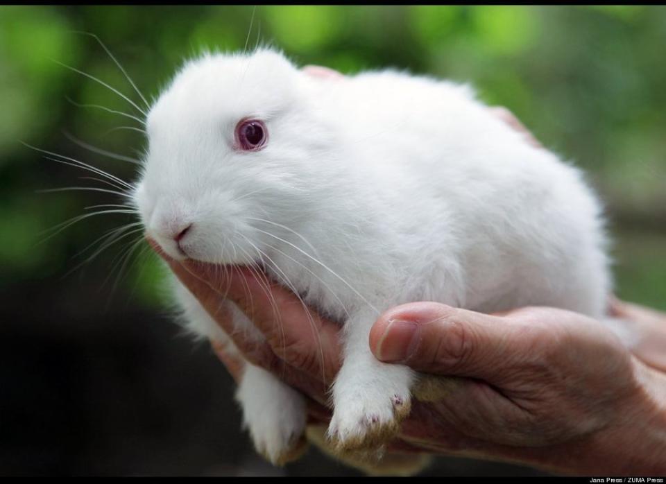  A new-born rabbit without ears is held in Namie City, just outside the 30km exclusion zone of the Fukushima Daiichi nuclear power station. The owner of the rabbit says it was born without ears on May 7.