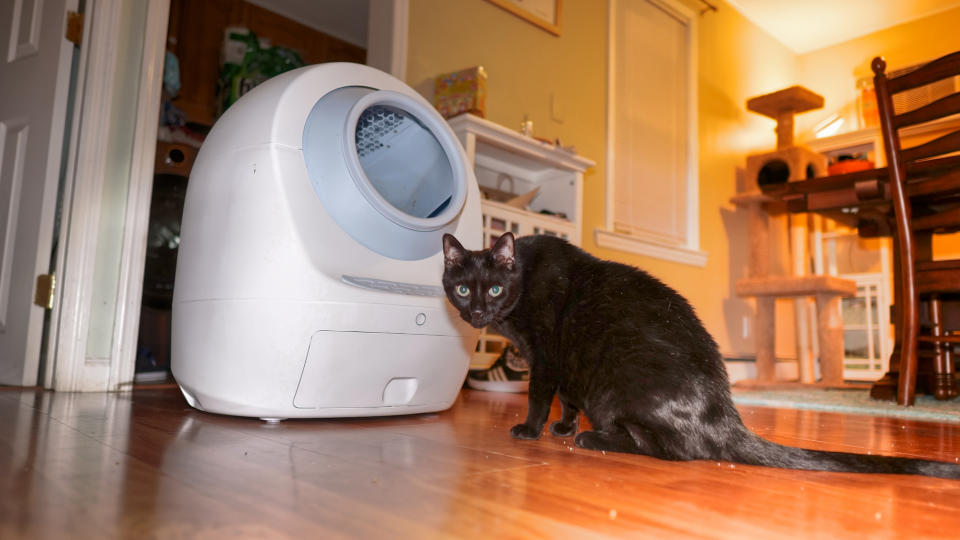 Cat looking at Leo Loo Too Litter Robot.