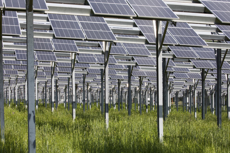 Paneles solares en una granja de North Grafton, Massachusetts, el 31 de mayo de 2022. (Tony Cenicola/The New York Times)
