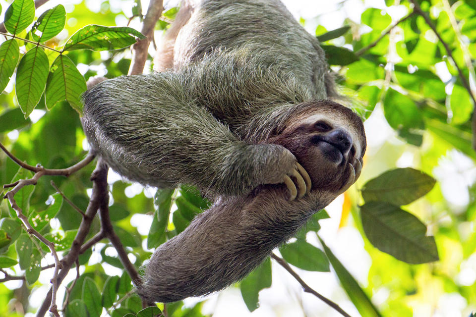 Happy International Sloth Day! Enjoy These 12 Snuggly Pics of Our Favorite Furry Creatures