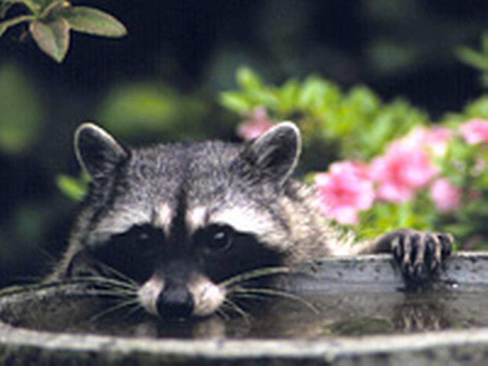 The Revised Code of Washington prohibits ownership of raccoons due to risk of rabies infection.