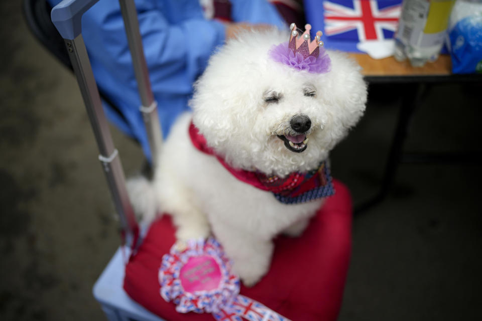 Tino the dog sits on a chair during the Big Lunch celebrations in London's Regent's Park, Sunday, May 7, 2023. Sunday, May 7, 2023. The Big Lunch is part of the weekend of celebrations for the Coronation of King Charles III. (AP Photo/Andreea Alexandru)