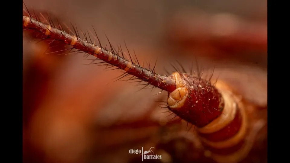 Ninguna de las especies es venenosa, pero tienen un flagelo, que parece una cola, que puede excretar una mezcla de agua y ácidos.