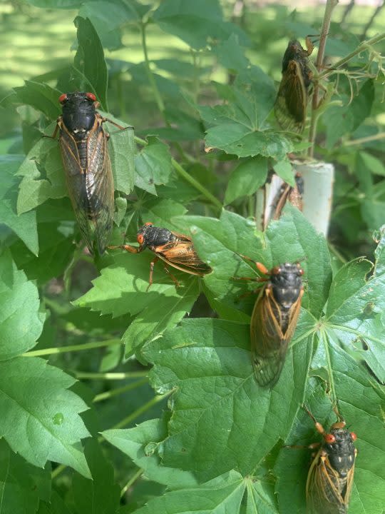Murfreesboro cicadas