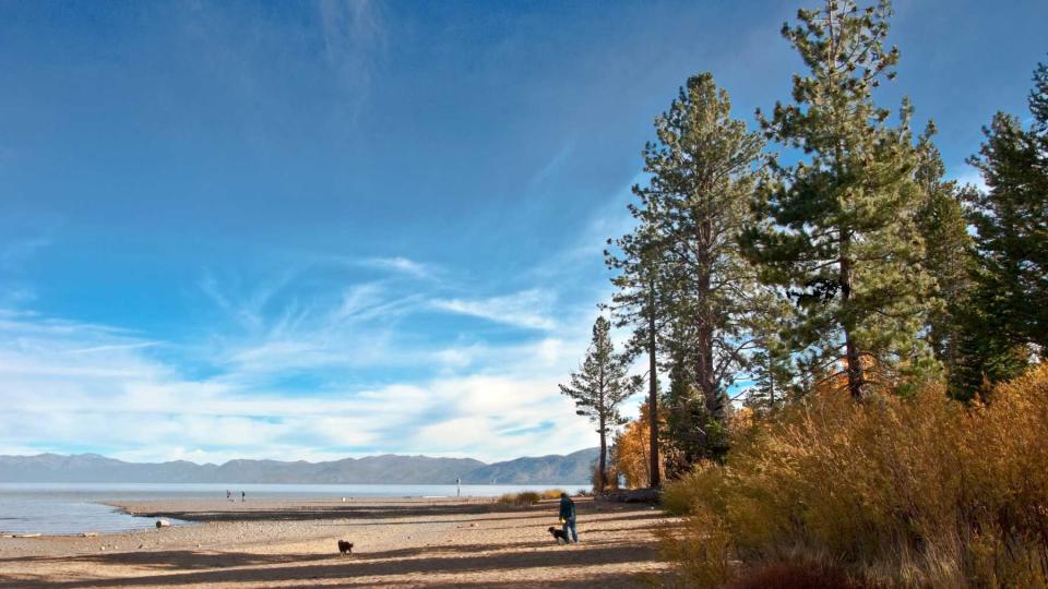 Dogs play near Lake Tahoe's southern Shore.