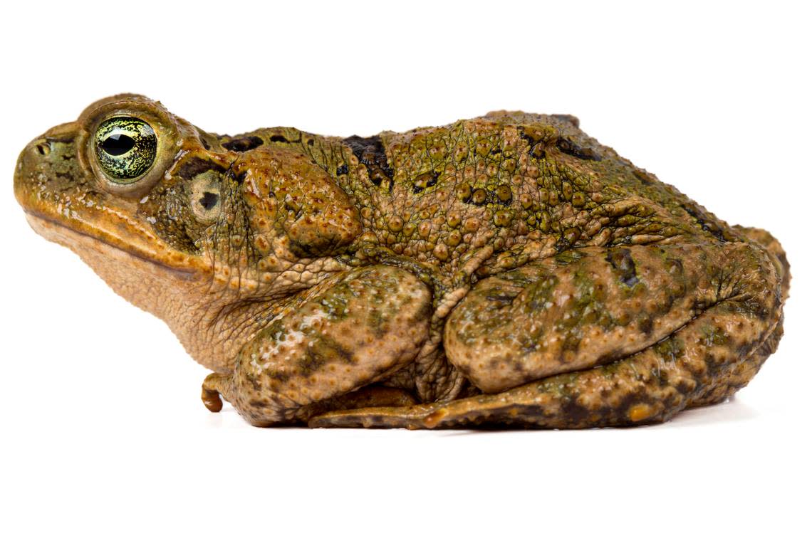 Una Rhinella bella o un magnífico sapo de caña.