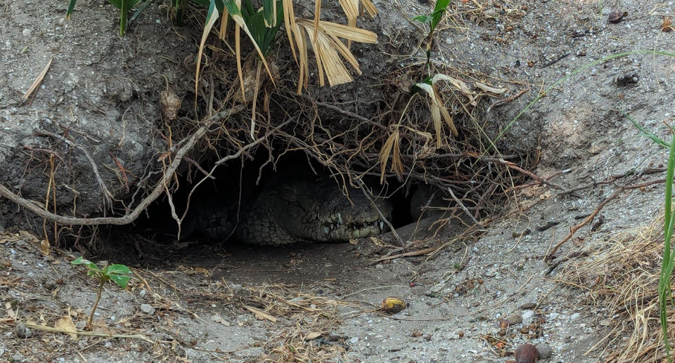 A crocodile is seen below the earth in a burrow. Source: Jam Press