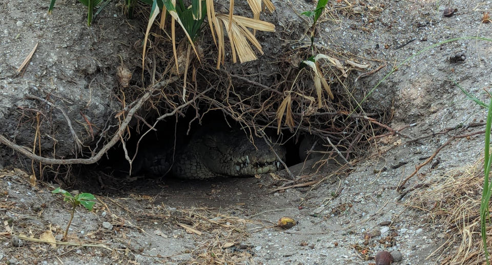 Un coccodrillo sotterraneo è stato visto in una tana.  Fonte: Jam Press