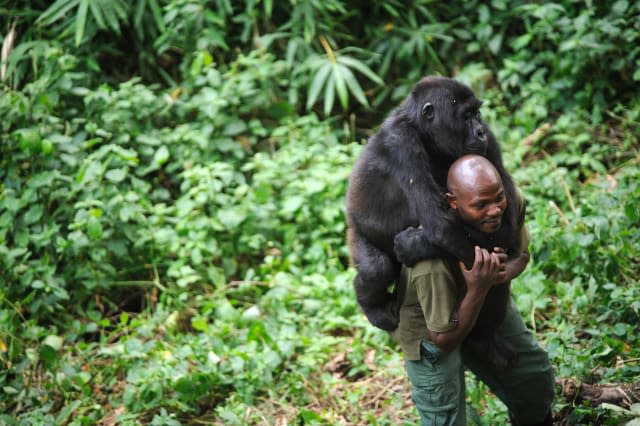 Ranger gives gorilla a hug after parents killed by poachers