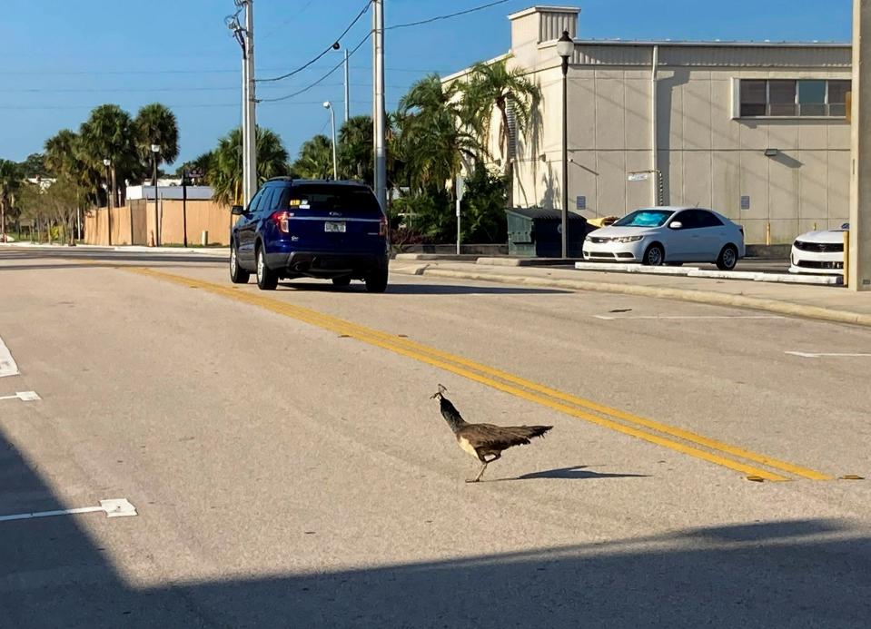 A peacock crosses South Fifth Street behind the Alto Lee Adams Sr. U.S. Courthouse in Fort Pierce, Fla., on Tuesday, July 18, 2023, hours before the first pretrial hearing in United States v. Donald Trump and Waltine "Walt" Nauta began.