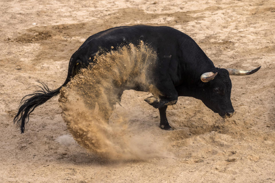 A bull aims during a running of the bull festival in the village of Atanzon, central Spain, Monday, Aug. 29, 2022. The deaths of eight people and the injury of hundreds more after being gored by bulls or calves have put Spain’s immensely popular town summer festivals under scrutiny by politicians and animal rights groups. There were no fatalities or injuries in Atanzon. (AP Photo/Bernat Armangue)