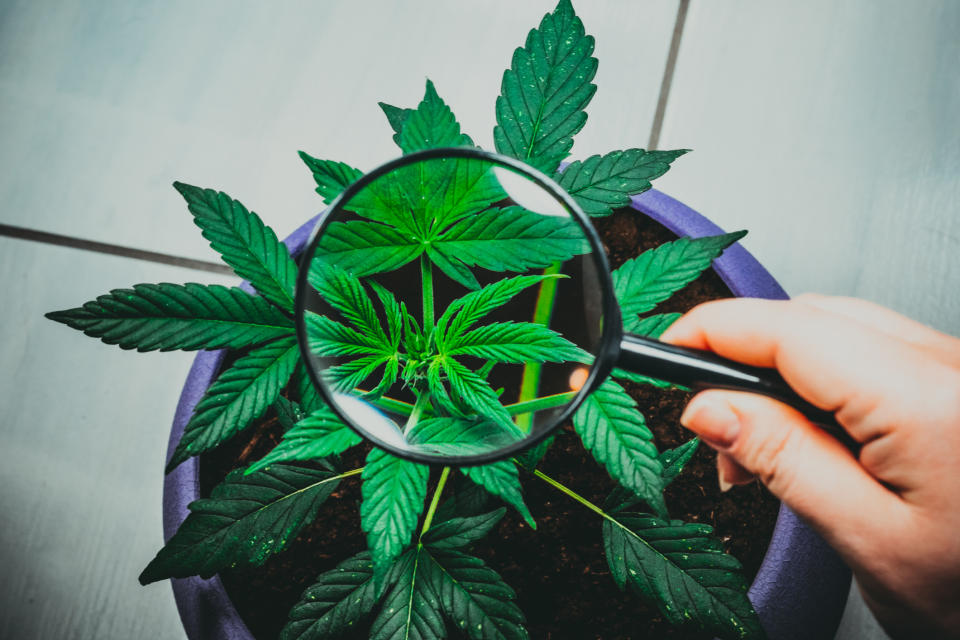 A hand holding a magnifying glass that's focused on a potted cannabis plant.