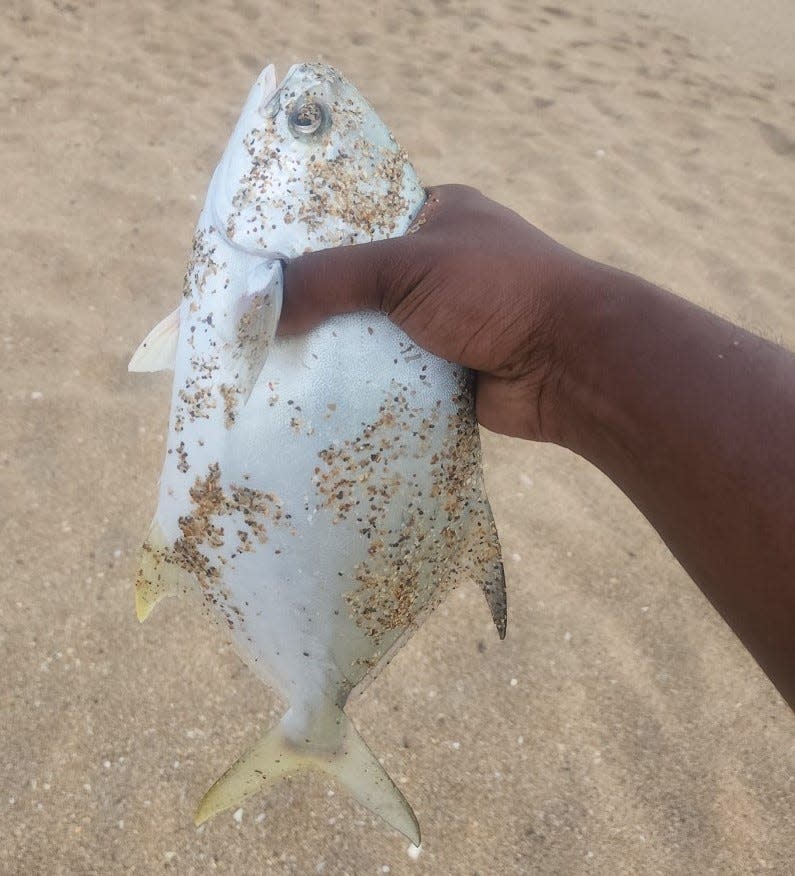 BJ Taylor brought this pompano to the sandy surfside this past week.