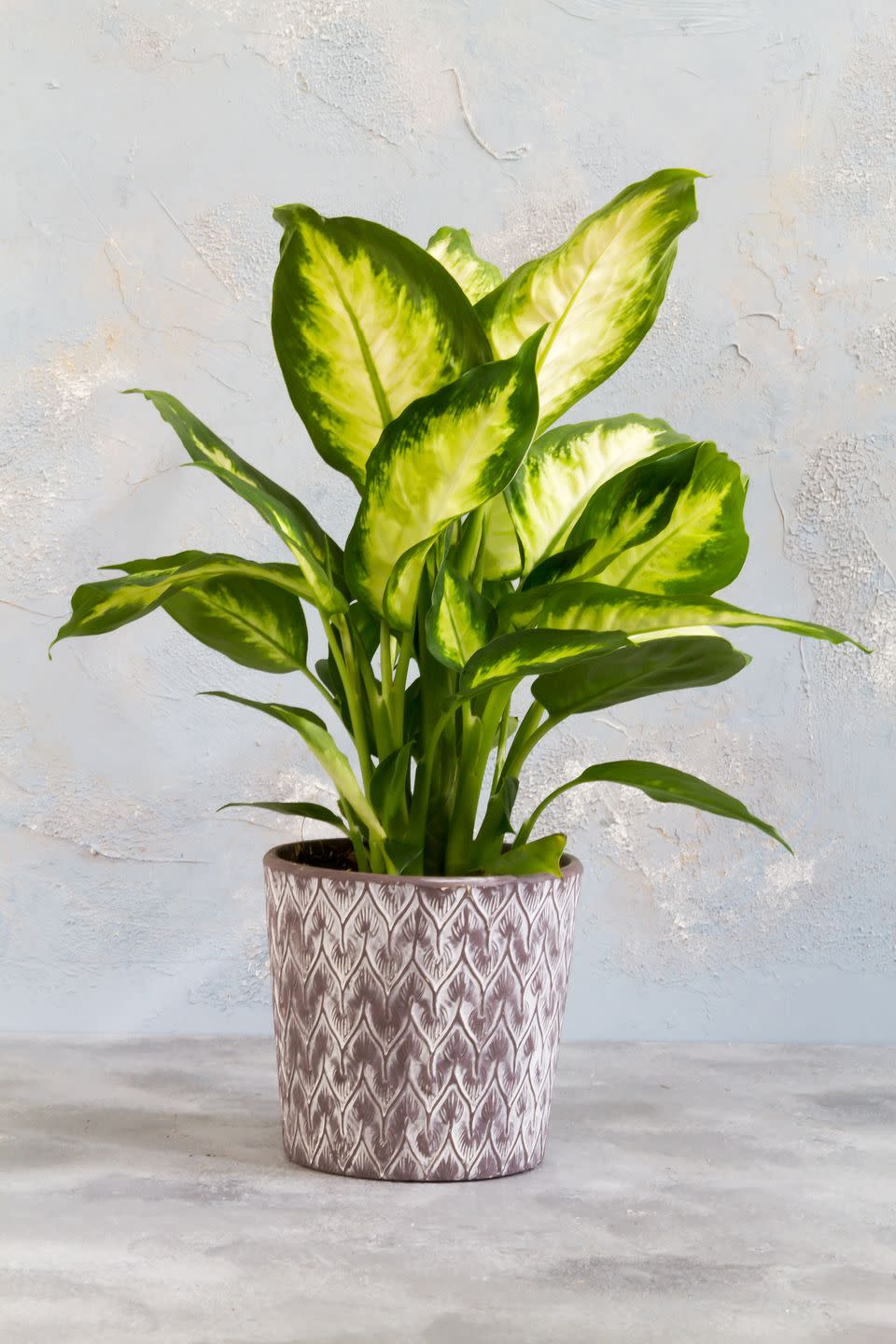 13) Dieffenbachia Camille