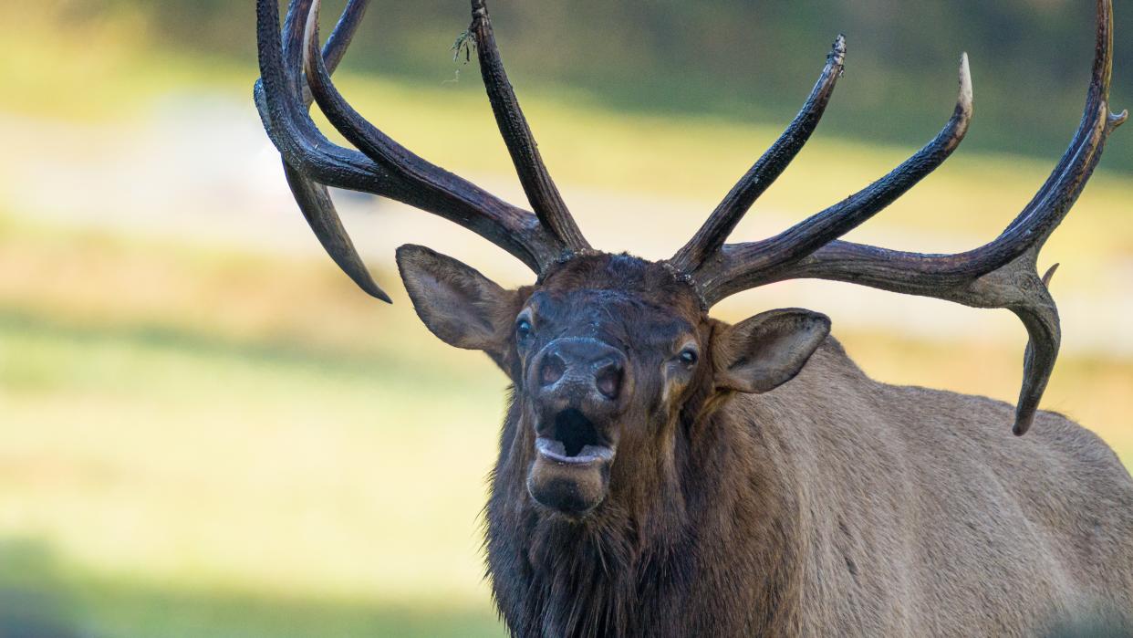  Close-up of bugling elk. 