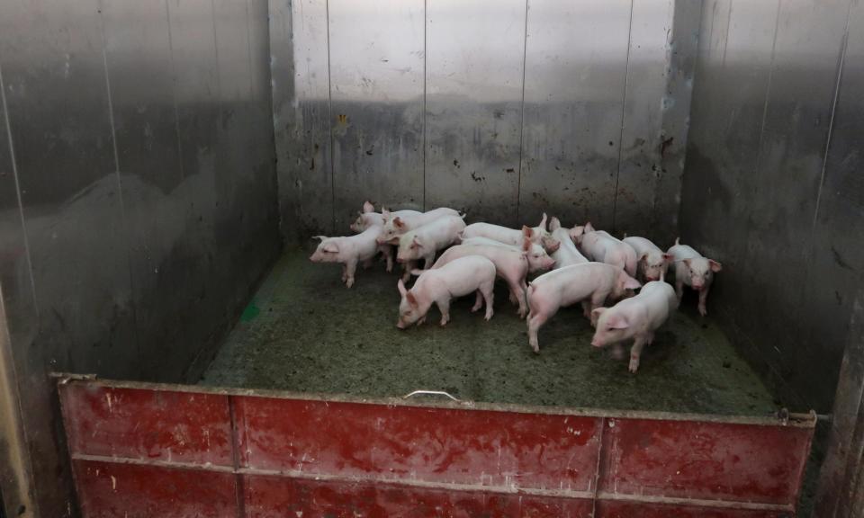 <span>Young pigs in a lift at Guangxi Yangxiang's high-rise pig farm at Yaji Mountain in southern China.</span><span>Photograph: Dominique Patton/Reuters</span>