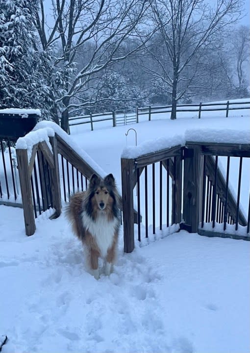 Bonnie enjoying the snow on Cedar Hill Road (Courtesy: Timothy Ellrich)