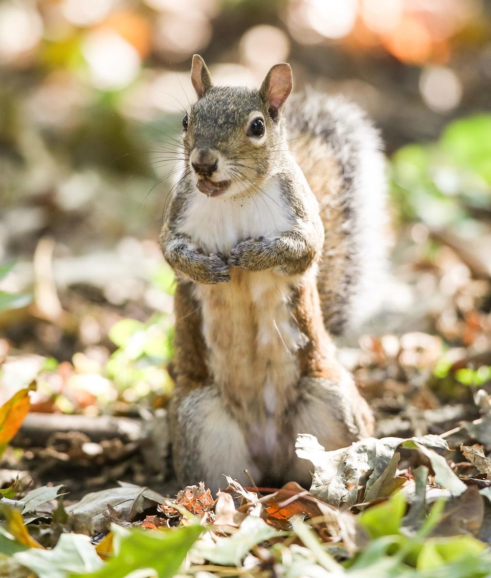 Squirrel at Central Park on October 12, 2023