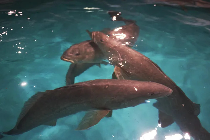 Male totoaba breeders in a tank at the Earth Ocean Farms hatchery in La Paz, Mexico (Maurico Palos / Bloomberg via Getty Images file)