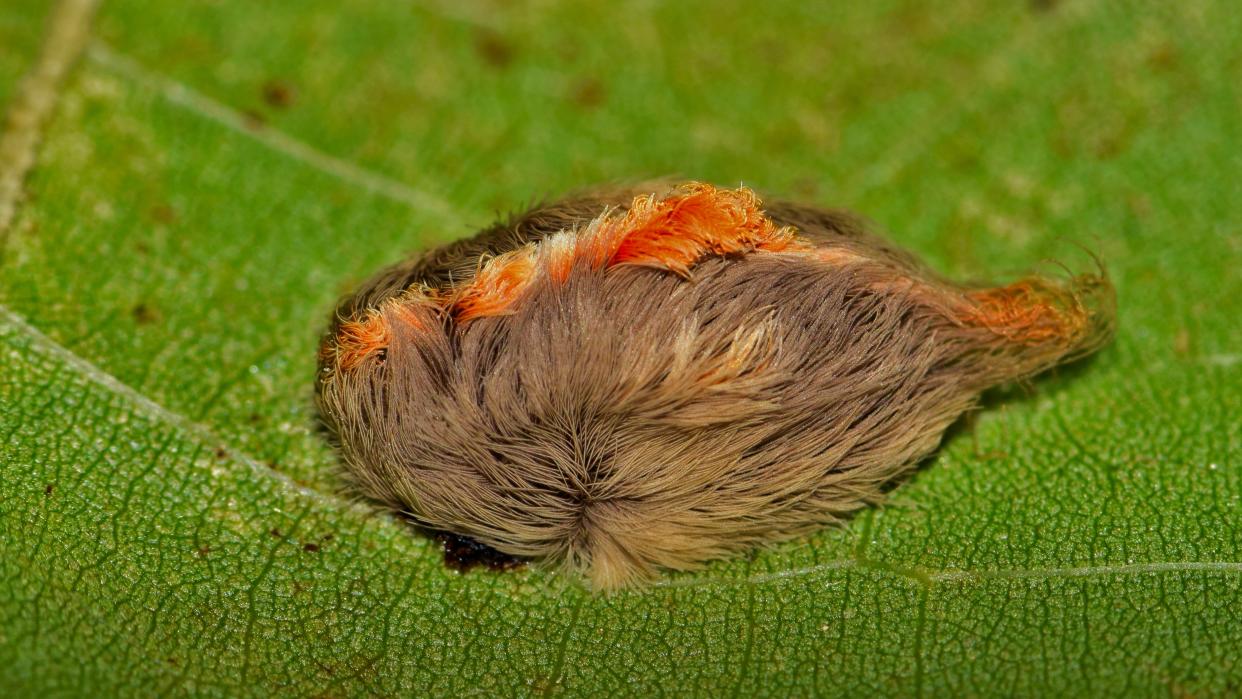  An asp caterpillar with brown and orange bristles sits on a leaf. 