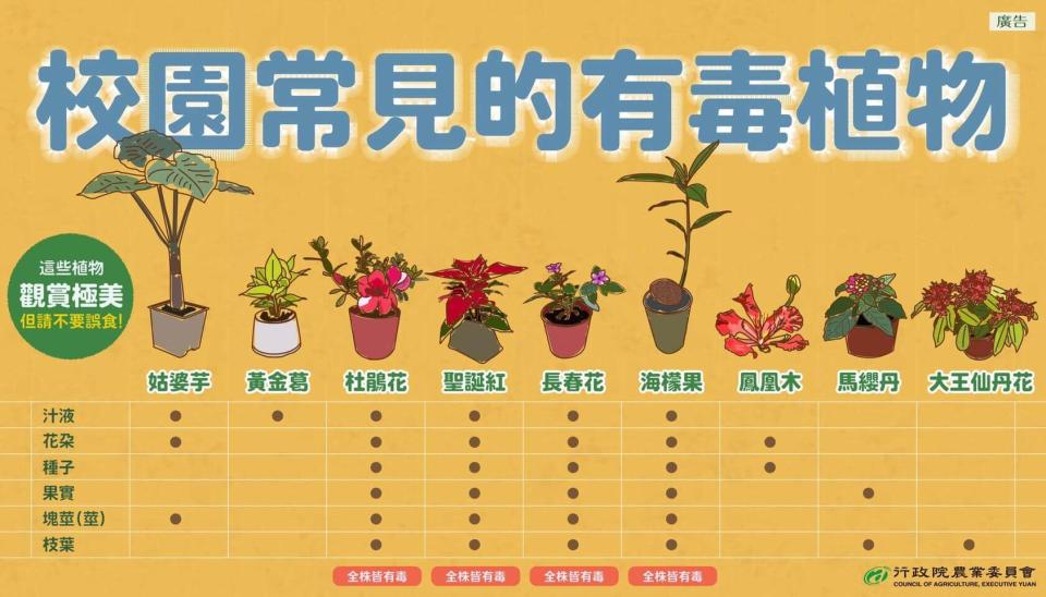 其他校園常見有毒植物還包含聖誕紅、常春花、杜鵑花等，家長可提醒孩子多注意。資料來源：行政院農委會