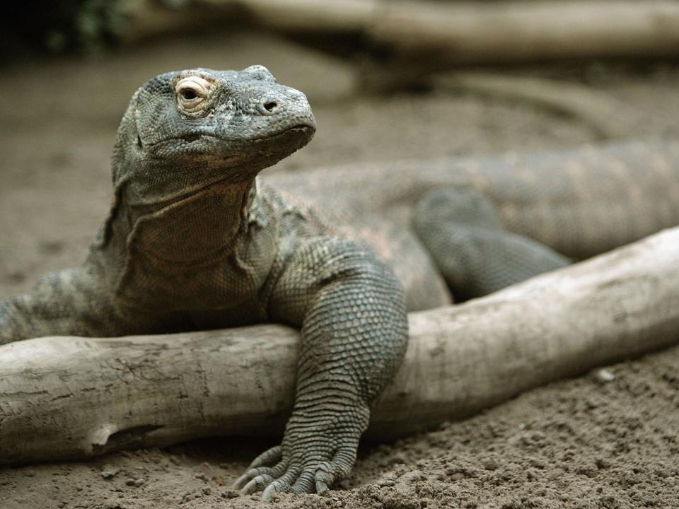 komodo dragon