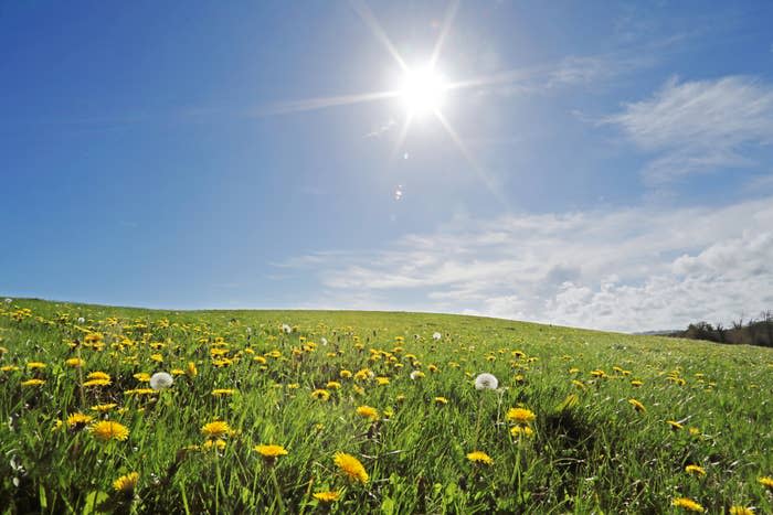 A sunny day over a lush green meadow filled with dandelions