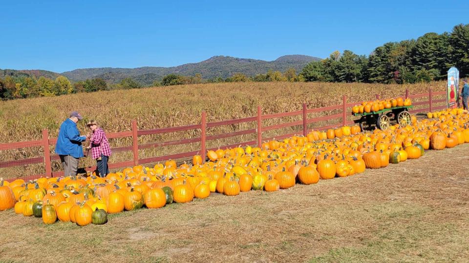 Grandad's Apples is located at 2951 Chimney Rock Road and features a wide variety of pumpkins and also a corn maze.
