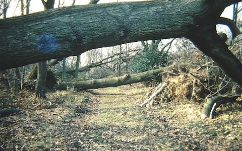 A road entirely blocked by fallen trees - Credit: Paul Redsell