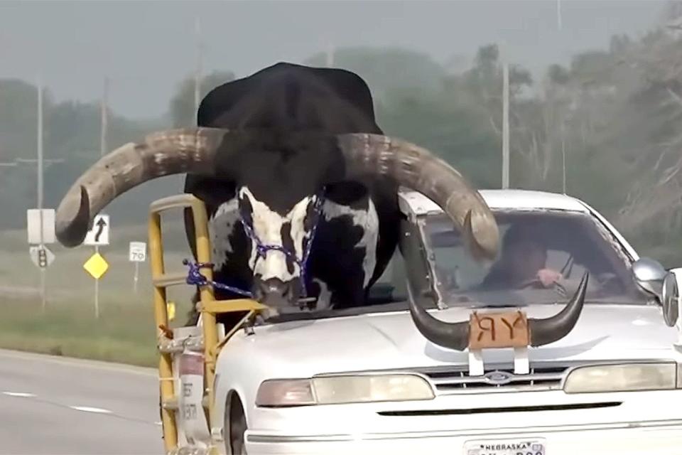 Lee Meyer driving with bull in passenger seat in Nebraska.