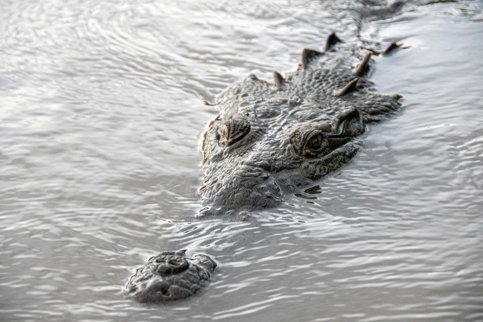 A crocodile swims in the Tarcoles River, southwest of San Jose, Costa Rica, November 21, 2022. / Credit: Ezequiel Becerra/AFP/Getty
