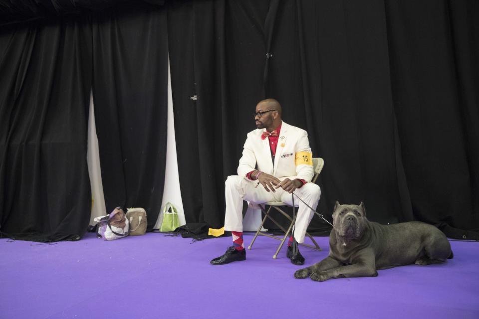 <p>Lenard Clayton and Zues, a cane corso, wait to compete in the 141st Westminster Kennel Club Dog Show, Tuesday, Feb. 14, 2017, in New York. (AP Photo/Mary Altaffer) </p>